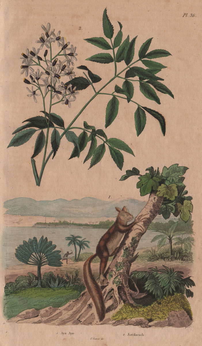 PRIMATES. Aye Aye. Azédarach (Bead Tree, Chinaberry) 1833 old antique print